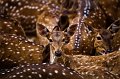 572 - spotted indian deer - PAUL Kuntal - india